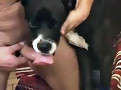 Bisexually dog lick man dick and fuck girl
